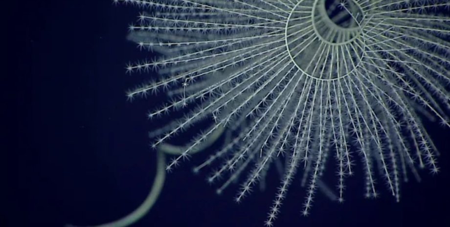 биолюминесценция биолюминесценция