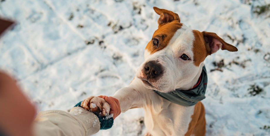 Як уберегти котів і собак у холоди мороз, сніг, холод, собаки, кішки