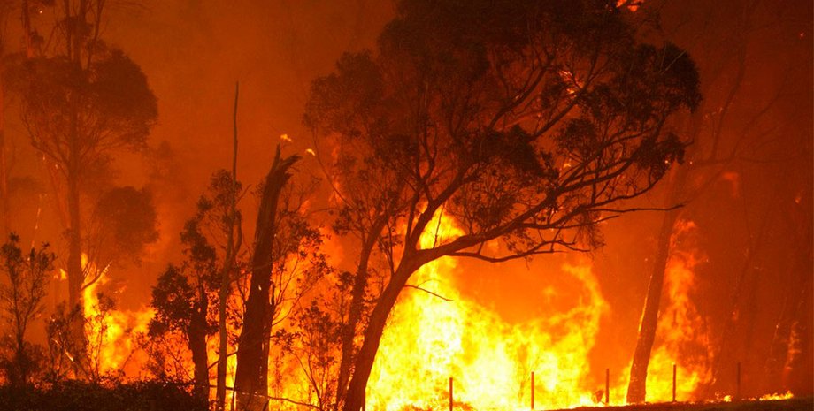 Лесной пожар / Фото из открытого источника