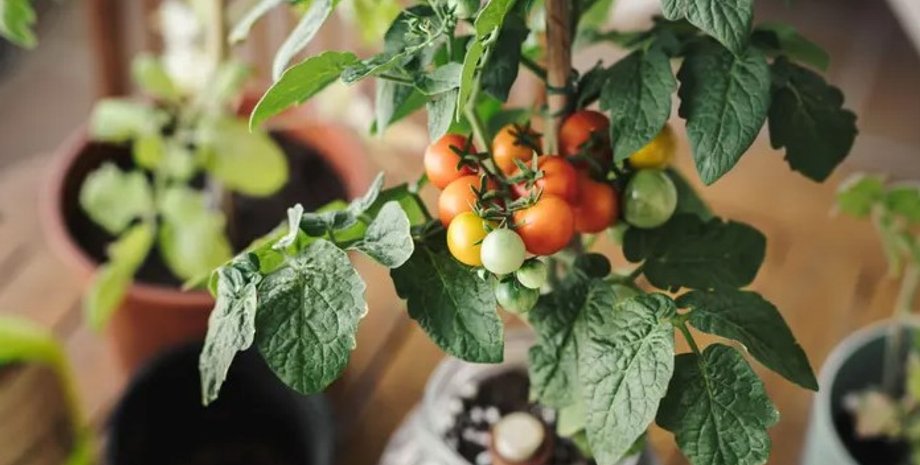 помидоры, растения