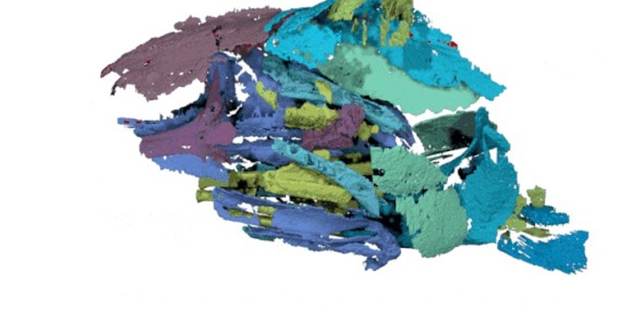 лучеперая рыба