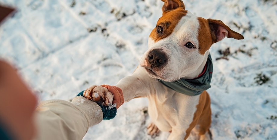 собаки, собаки зима, собаки холод