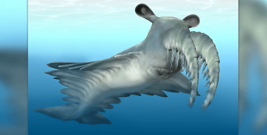 креветка, древняя креветка, палеонтология, иллюстрация