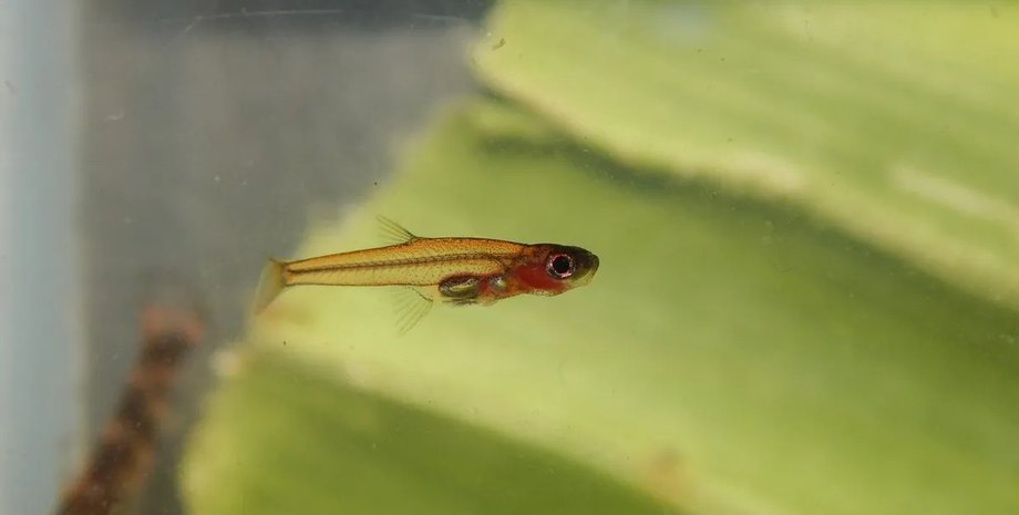 риба, маленька риба, найменша риба, найменша риба