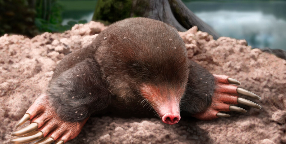 У кратері вулкана виявлено абсолютно новий вид стародавнього крота