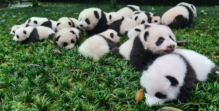 Фото: news.nationalgeographic.com