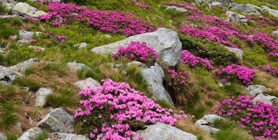 Фото: uа.перший