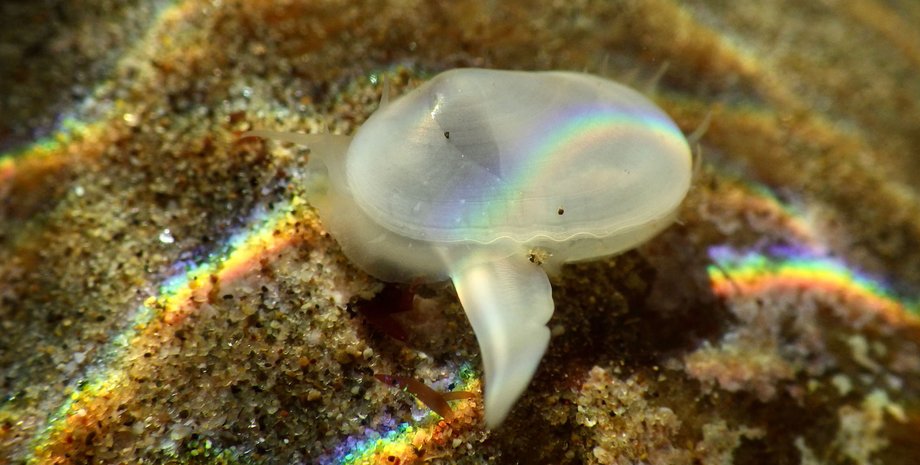 Моллюски, море, океан, виды животных