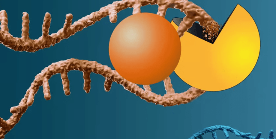 молекулярные ножницы, молекула, рнк, ирнк, мрнк