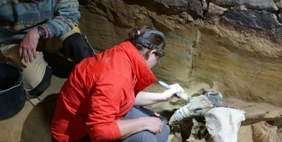 Останки мамонта, Австрия, находки, раскопки, винный погреб, археология, раскопки, гиганты Ледникового периода