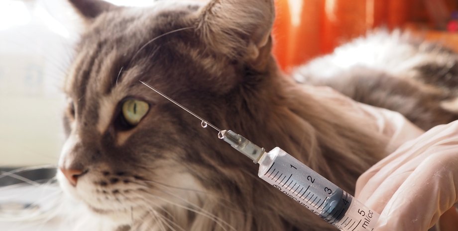 бешенство, домашние кошки и бешгенство, прививка от бешенства