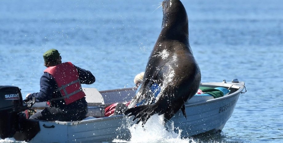 сша, калифорния, морской лев, нападение, серфер, спасатели, токсины, водоросли