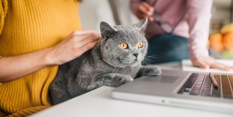 кіт на ноутбуці, британський кіт, кішка ноутбук, як відучити кота від комп'ютера