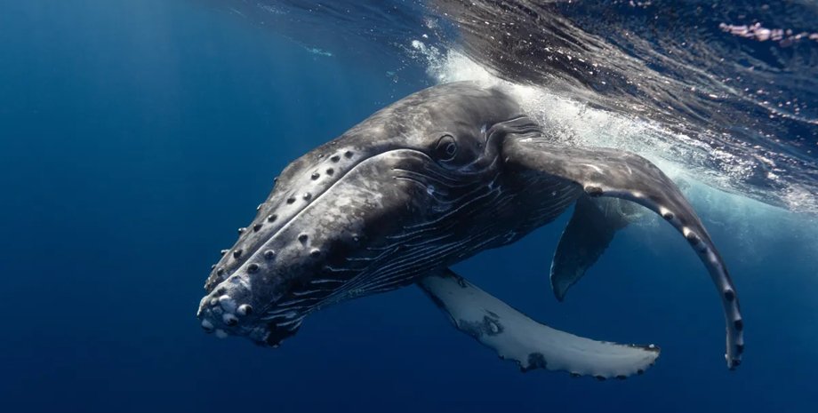 Горбатый кит