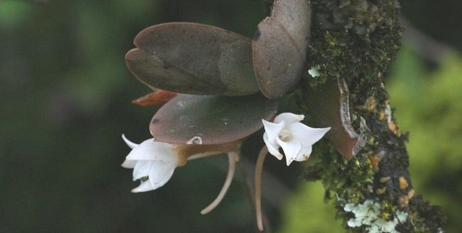 цветок, природа, орхидея