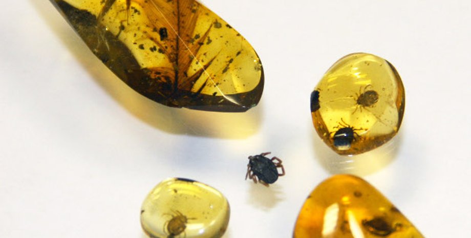 Фото: Nature Communications