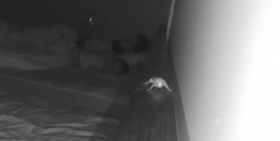 Запись с детской камеры в гостиничном номере, где ночью появился таракан