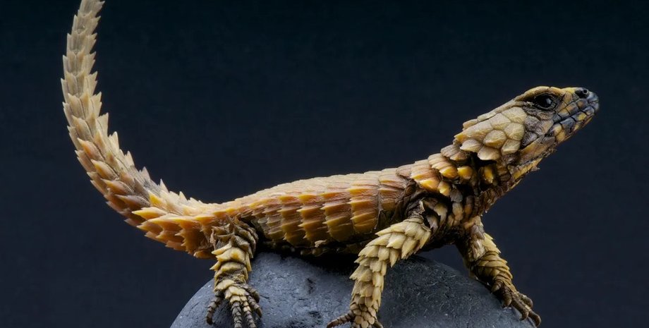 ящірка, уроборос, ящірка броненосець