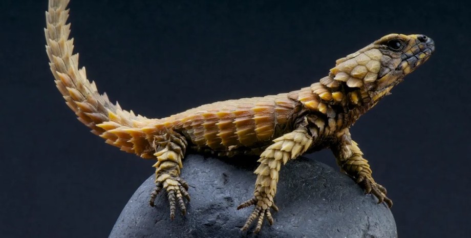 Ящерицы-броненосцы похожи на крохотных драконов ящерица, уроборос, ящерица броненосец
