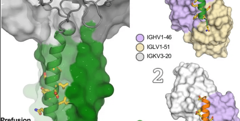 белок на короновирусе