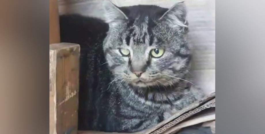 Кіт евакуювався з Добасу