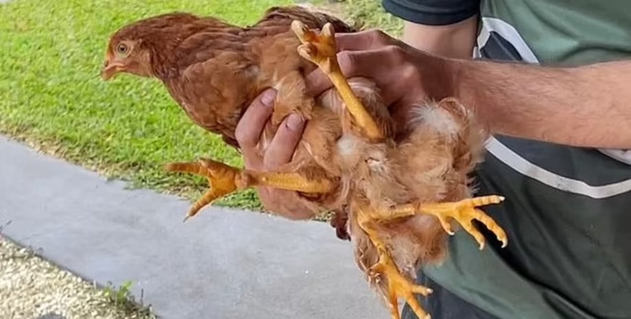 Курица, цыпленок, лапы, животное