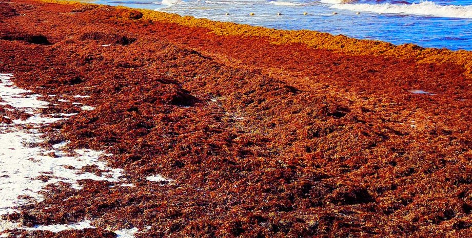 саргассум, водоросли саргассум, саргассум водоросли