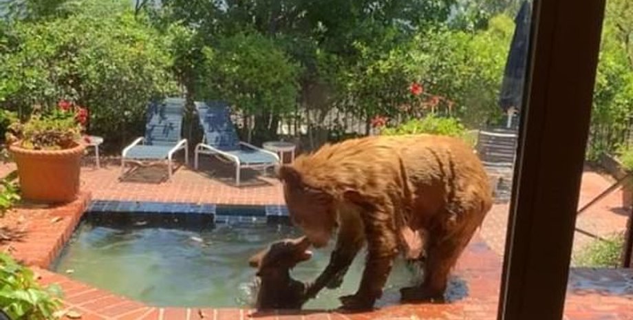 Животные решили охладиться