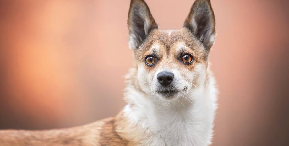 редкая порода собак, самая редкая порода, Норвежский лундехунд, собаки, собака
