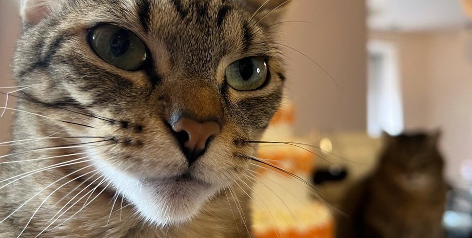 Кошка Стефания, кот Степан, свадьба, дата