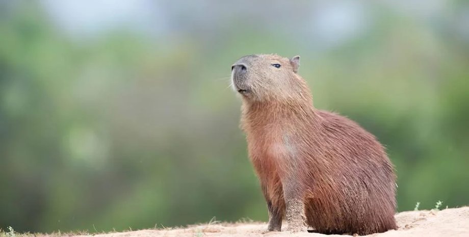 аргентина, капибара, грызун, аргентина, буэнос-Айрес, популяция, контрацепция