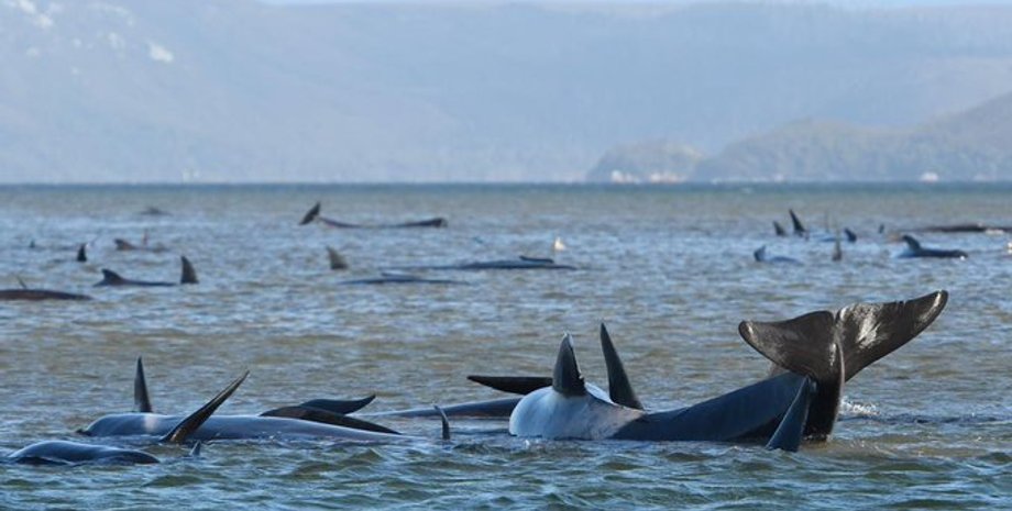 Фото: Twitter/metesohtaoglu