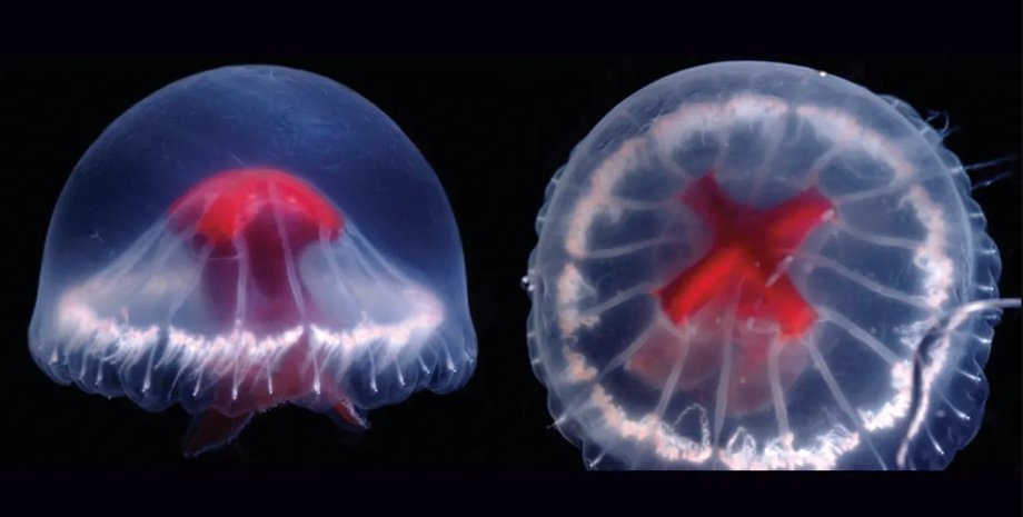 медуза, медуза з червоним хрестом