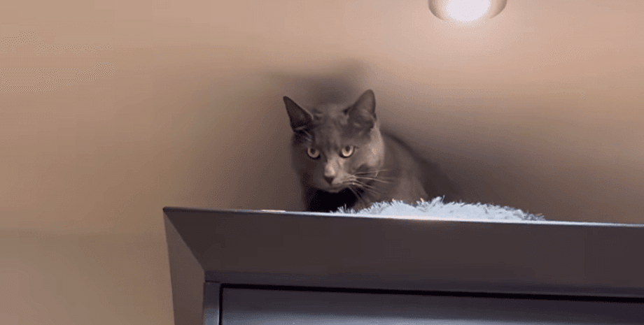 Хозяева придумали план, как отучить кота лазить по холодильнику, но их обхитрил