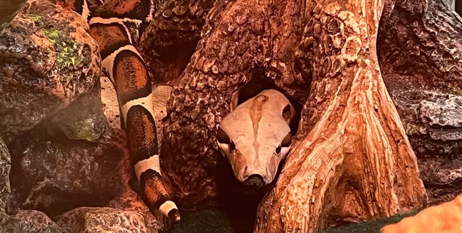 Удав біля воріт, змія хотіла заповзти у квартиру, Сем Салліван з Нью-Йорка, курйози, цікаві новини, приколи, фото, США