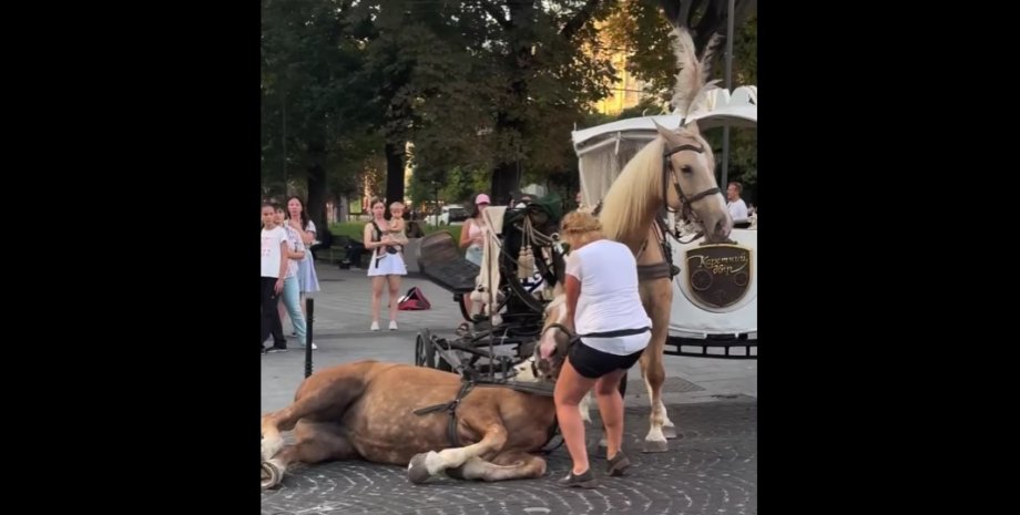 Кінь упав у центрі Львова Львів, кінь, кінь, скандал, фото