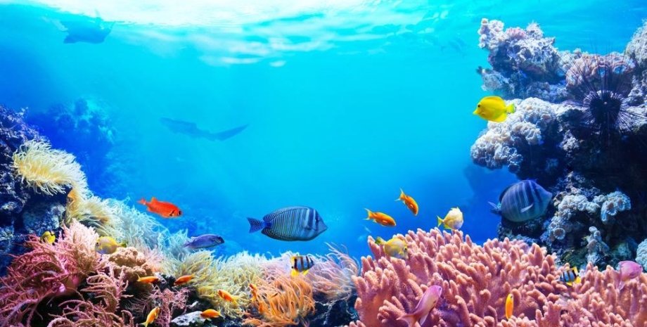 океаническая экосистема, океан, воды, рыбки, кораллы