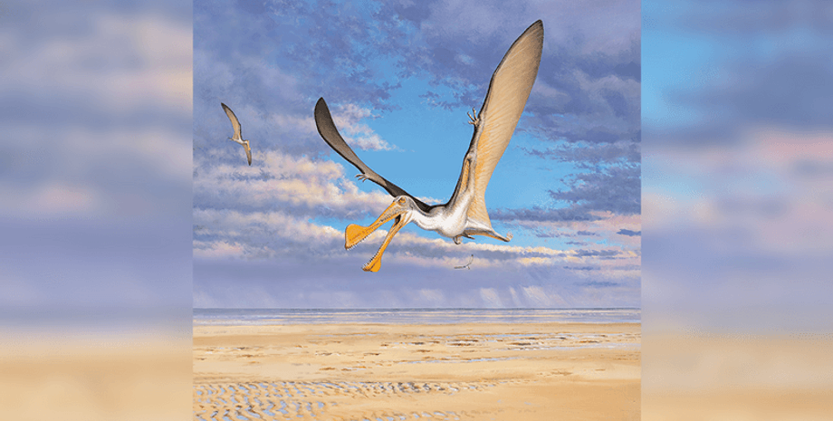 динозавры, окаменелость, птерозавры, исследования, археология, палеонтология, наука, летающие динозавры, Австралия, раскопки, птерозавры, открытия, тероподы, миграция