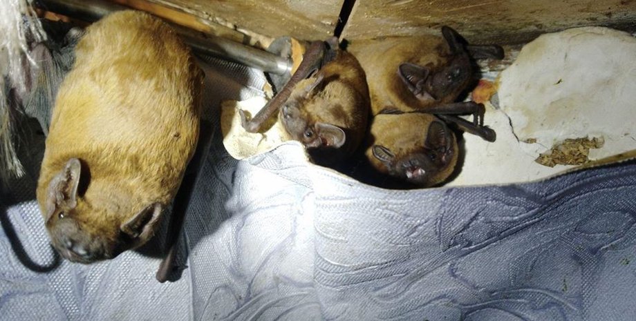 Фото: facebook.com/KARG.kyivanimalrescuegroup