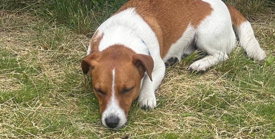 Пес Патрон , сапер, пес-сапер