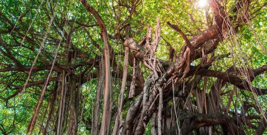 тропічний ліс ліани ліани Тривожне щось захоплює тропічні ліси: воно настільки велике, що його видно з космосу0