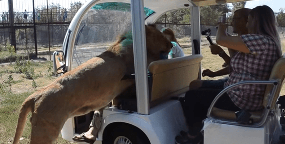 Фото: Скриншот