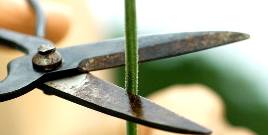 рослини, рослини кричать