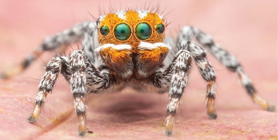 Maratus nemo