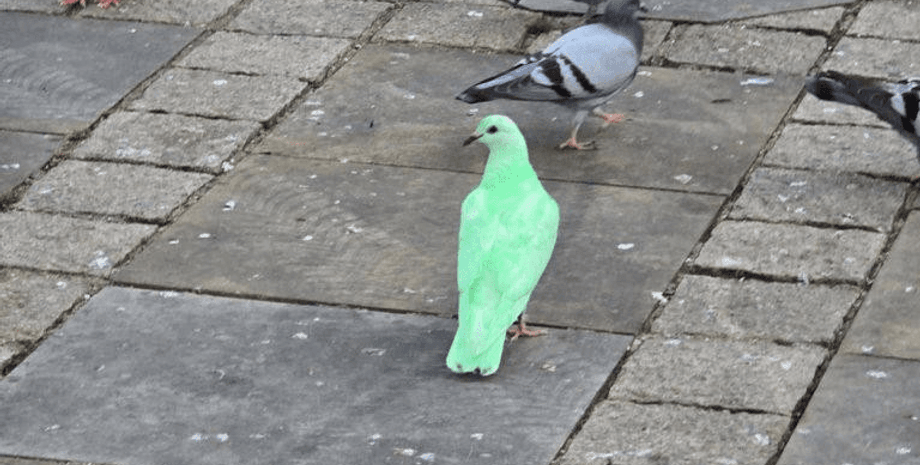 Таинственный зеленый голубь стал звездой сети: экологи бьют тревогу