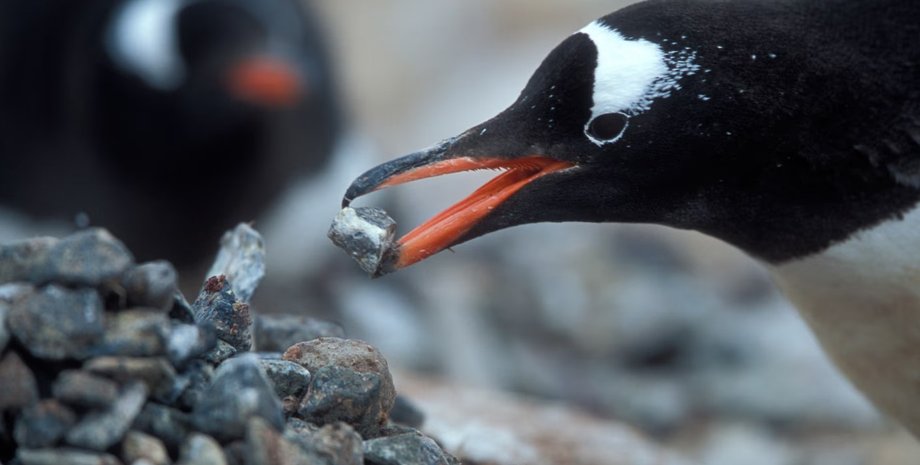 пінгвіни, пінгвіни камені