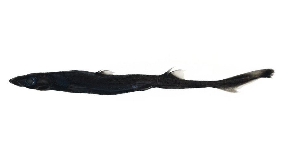 акула-ліхтар світиться