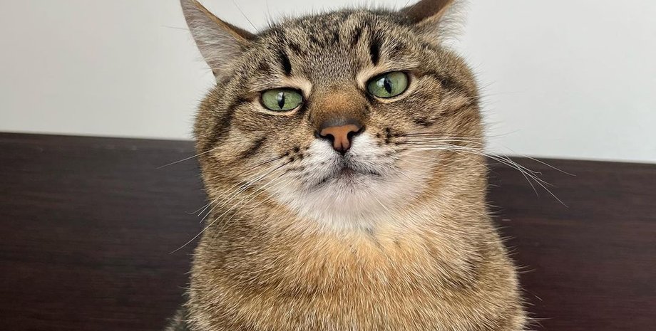 Кіт Степан, Кіт Степан зібрав 10 тисяч доларів для українських тварин, харківський Кіт Степан, допомога тваринам під час війни