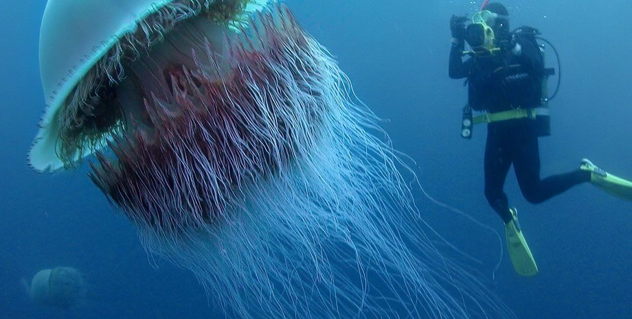 Медуза с львиной гривой