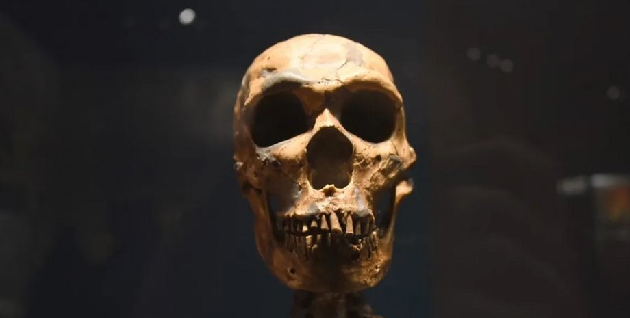 неандерталец череп